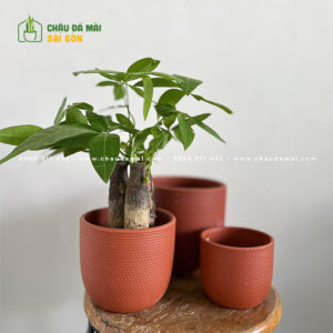 Chậu đất nung