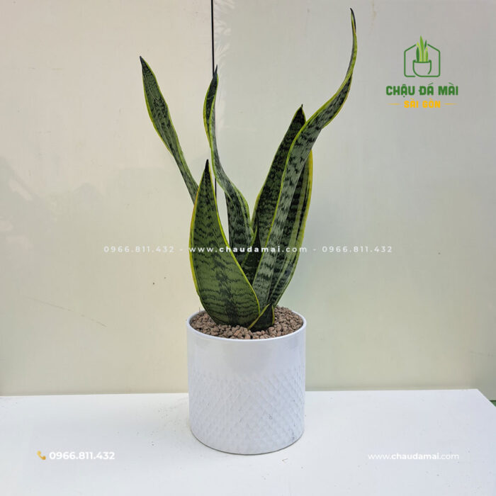 Chậu cây để bàn - MÀU TRẮNG làm bằng đất nung trang· 7 Chậu cây để bàn - MÀU TRẮNG làm bằng đất nung trang· 5