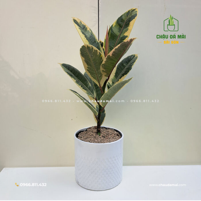 Chậu cây để bàn - MÀU TRẮNG làm bằng đất nung trang· 9 Chậu cây để bàn - MÀU TRẮNG làm bằng đất nung trang· 7