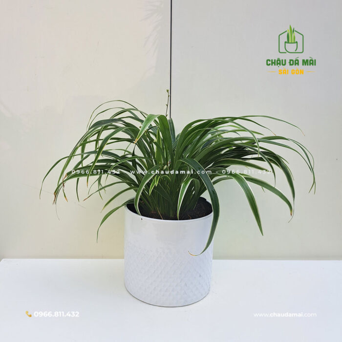 Chậu cây để bàn - MÀU TRẮNG làm bằng đất nung trang· 8 Chậu cây để bàn - MÀU TRẮNG làm bằng đất nung trang· 6