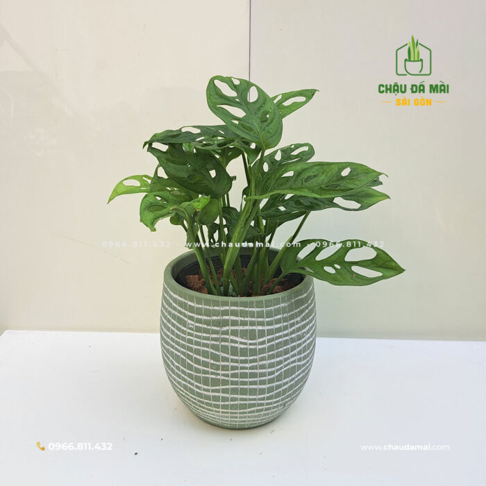 Chậu đất nung TRỨNG (15cm) 14 Chậu đất nung TRỨNG (15cm) 10