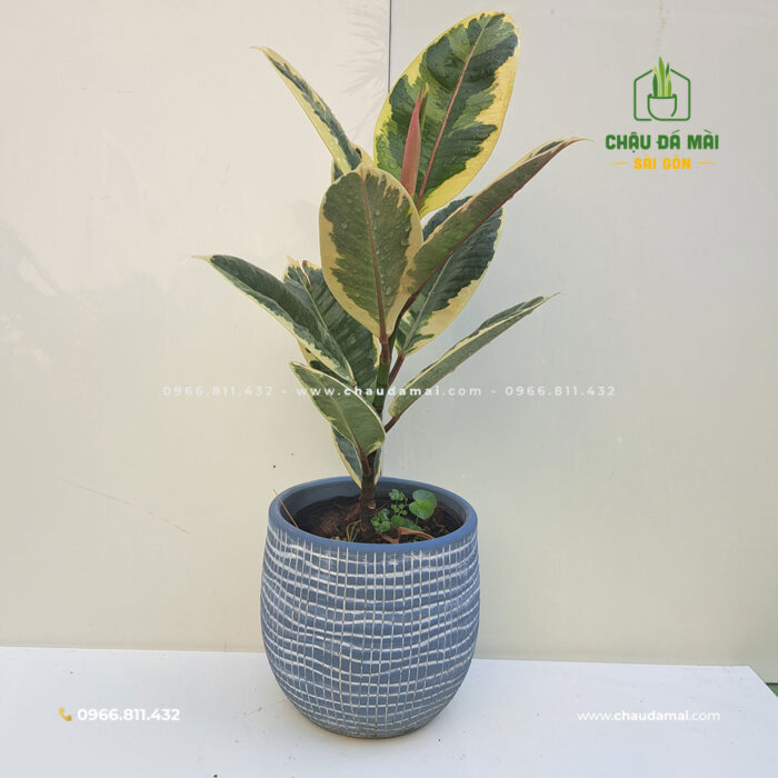 Chậu đất nung TRỨNG (15cm) 15 Chậu đất nung TRỨNG (15cm) 11