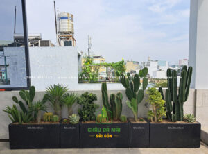 Sân thượng trồng xương rồng trong chậu đá mài