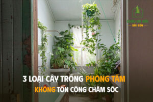 3 loại cây trồng phòng tắm ít tốn công chăm sóc
