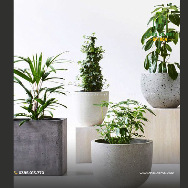 Kích thước chậu xi măng đá mài - Đa dạng lựa chọn, phù hợp mọi không gian 2 Kích thước chậu xi măng đá mài - Đa dạng lựa chọn, phù hợp mọi không gian 1