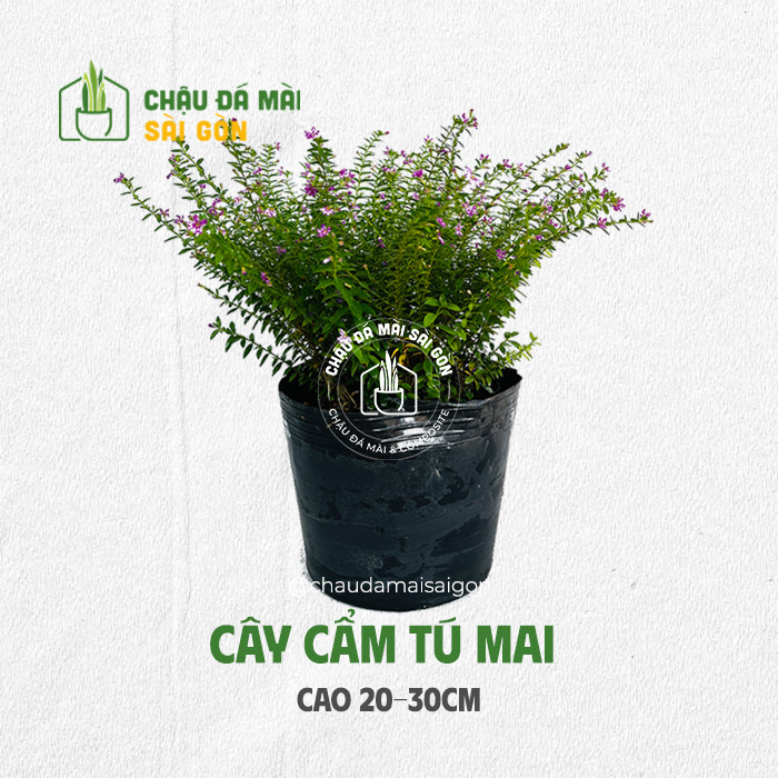 Cây cẩm tú mai