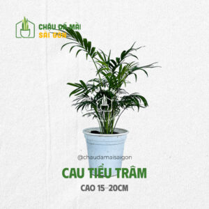 Top 5 Cây Phong Thủy Nhỏ Để Bàn Mang Lại May Mắn, Tài Lộc 2 Top 5 Cây Phong Thủy Nhỏ Để Bàn Mang Lại May Mắn, Tài Lộc 1