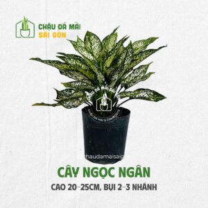 Top 5 Cây Phong Thủy Nhỏ Để Bàn Mang Lại May Mắn, Tài Lộc 5 Top 5 Cây Phong Thủy Nhỏ Để Bàn Mang Lại May Mắn, Tài Lộc 3