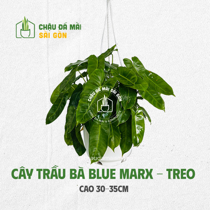 Cây trầu bà Blue Marx chậu treo