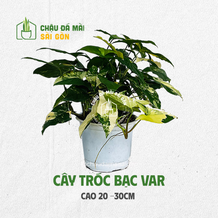 Cây tróc bạc var (Syngonyum var)