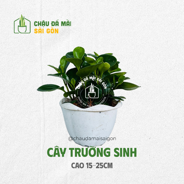 Cây trường sinh