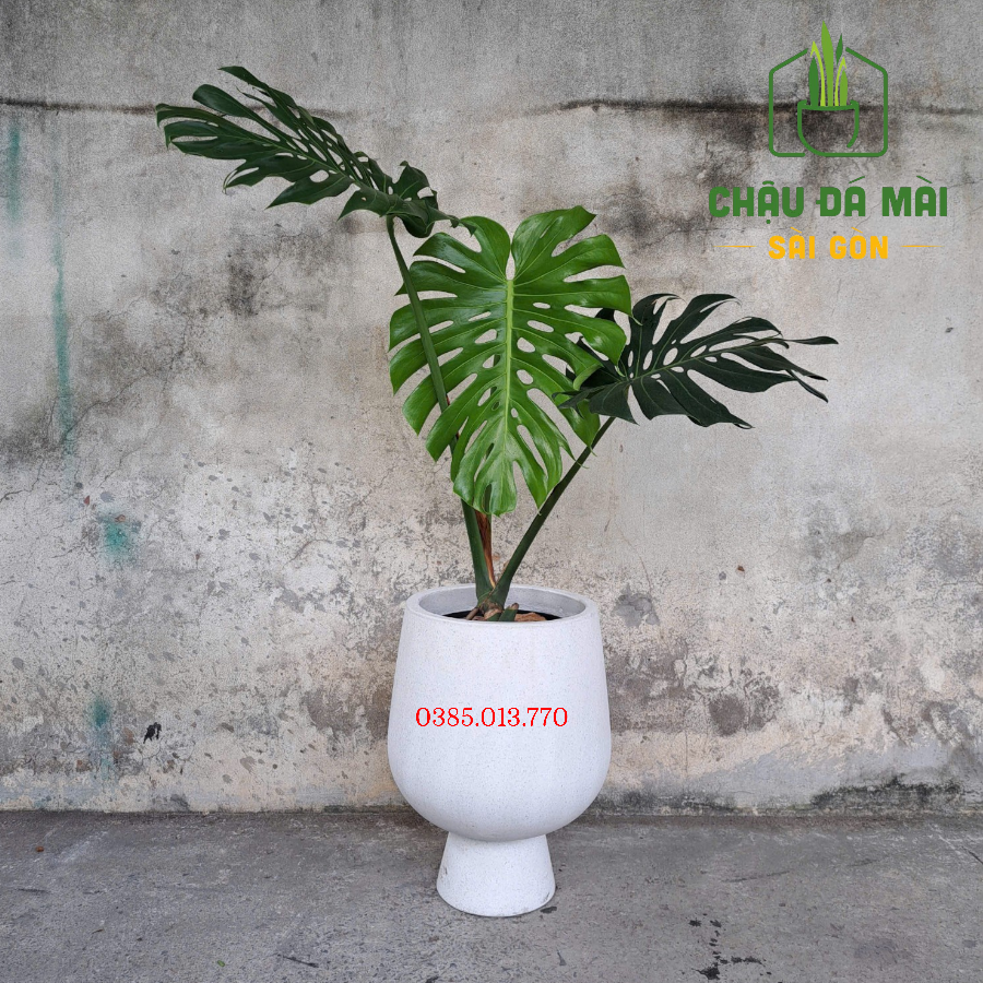 Chậu đá mài hình ly cúp